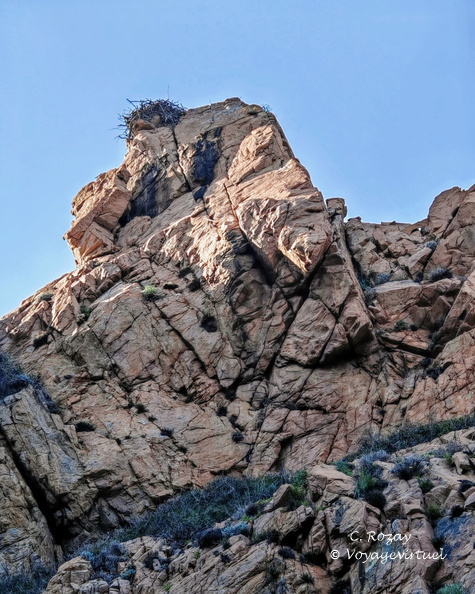 Calanques Piana Porto, Calanques De Piana Nid De Balbuzard Pecheur 322