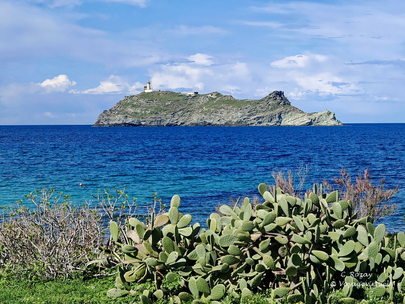 L'île de la Giraglia et les cactus de Barcaggio. Cap Corse