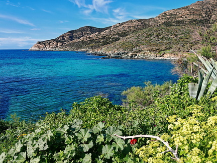 Centuri Cap Corse 125