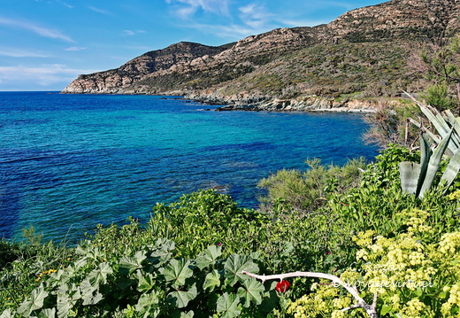 Centuri Cap Corse 125