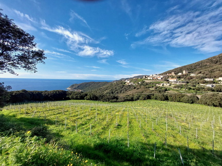 Mucchieta La vigne 127