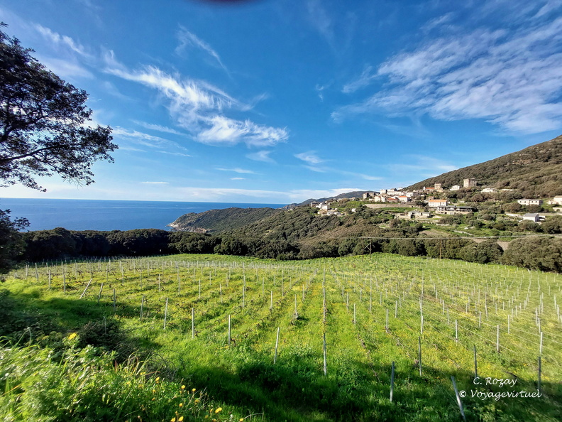 Mucchieta La vigne 127