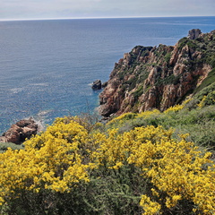 Cargese Promenade de Puntiglione 451
