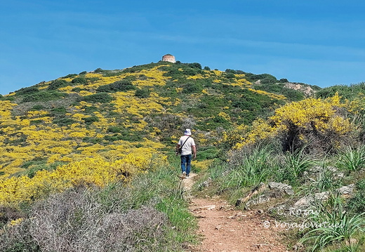Cargese Promenade de Puntiglione 460