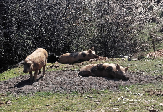 Albertacce Cochons au bord de la D84 501