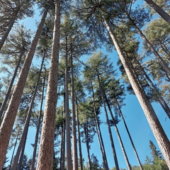 Cristinacce Dans la foret d Aitone 480