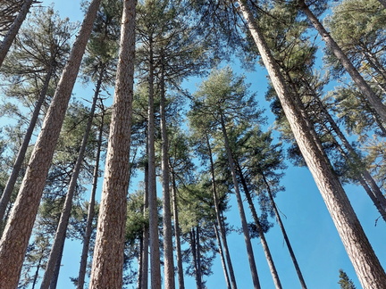 Cristinacce Dans la foret d Aitone 480