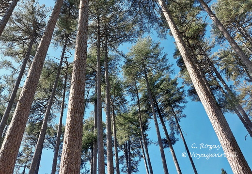 Cristinacce Dans la foret d Aitone 480