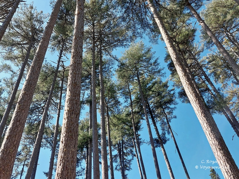 Cristinacce Dans la foret d Aitone 480