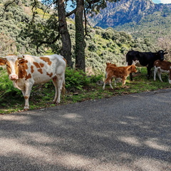 Rencontres et paysage Sur la D84 entre Porto et Evisa 376