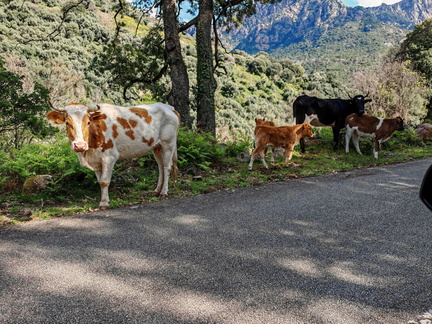 Rencontres et paysage Sur la D84 entre Porto et Evisa 376