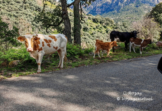 Rencontres et paysage Sur la D84 entre Porto et Evisa 376