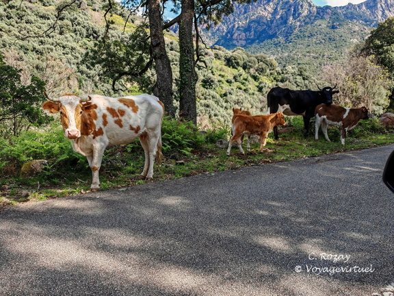 Rencontres et paysage Sur la D84 entre Porto et Evisa 376