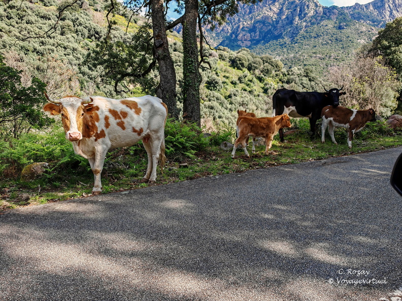 Rencontres et paysage Sur la D84 entre Porto et Evisa 376