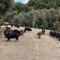 Rencontres et paysage Sur la D84 entre Porto et Evisa 382