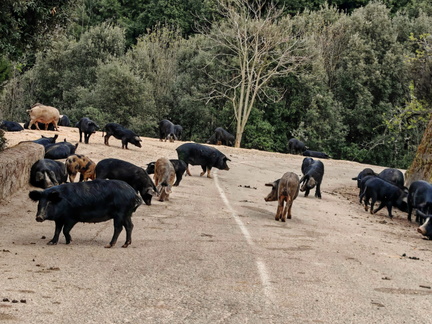 Rencontres et paysage Sur la D84 entre Porto et Evisa 382
