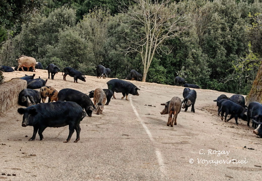 Rencontres et paysage Sur la D84 entre Porto et Evisa 382