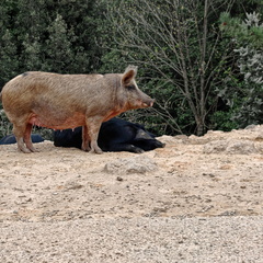 Rencontres et paysage Sur la D84 entre Porto et Evisa 386