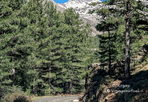 Sur la D84 Paysages en descendant du Vergio 498