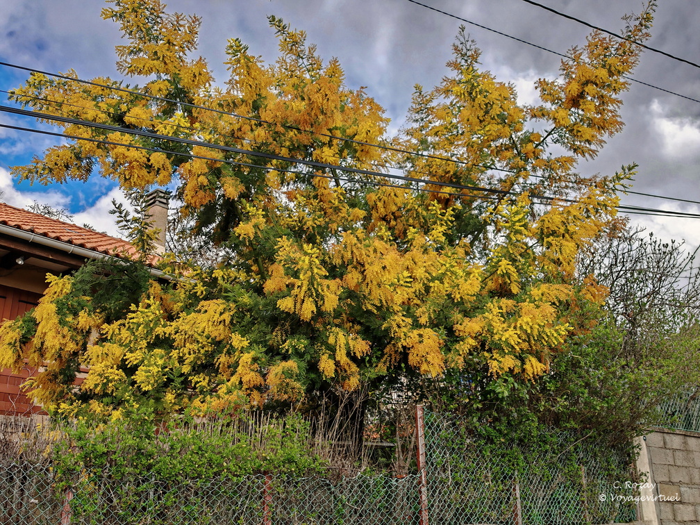 Evisa Mimosa 1