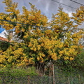 Evisa Mimosa 1