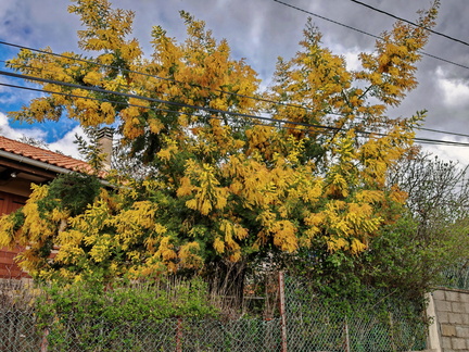 Evisa Mimosa 1