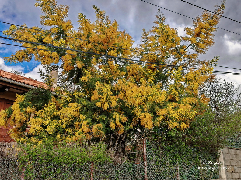 Evisa Mimosa 1