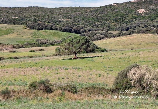 Sur la D81b Paysage 171