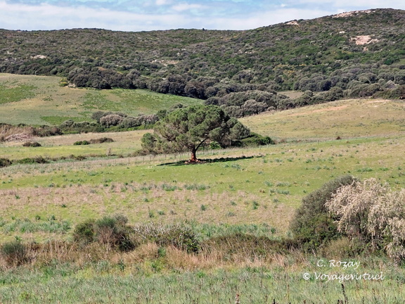 Sur la D81b Paysage 171