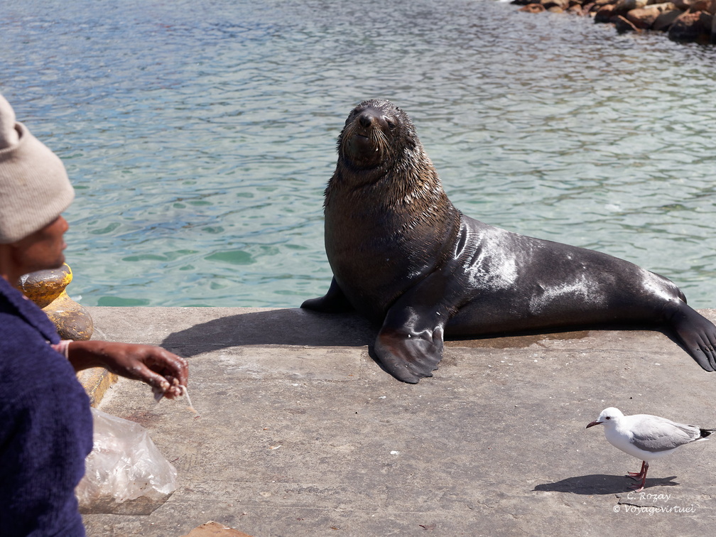 hout bay 006
