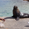 hout bay 006