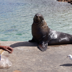 hout bay 006