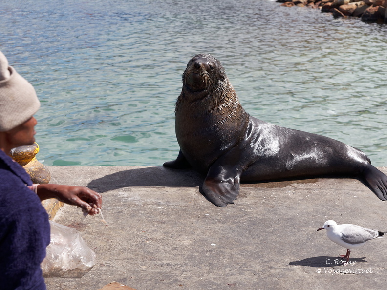 hout bay 006