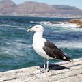 kalk bay harbour 021