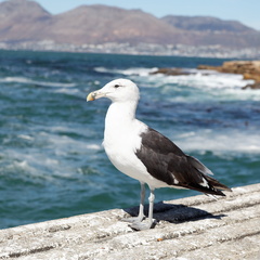 kalk bay harbour 021