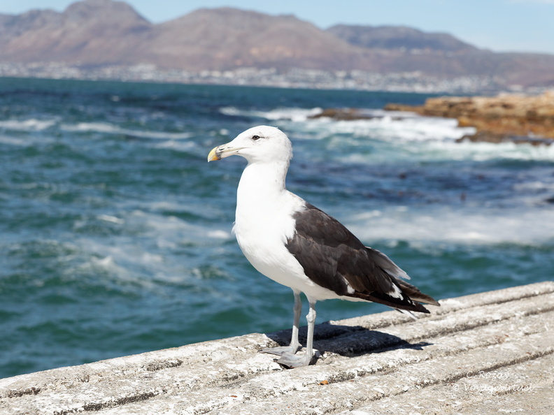 kalk bay harbour 021