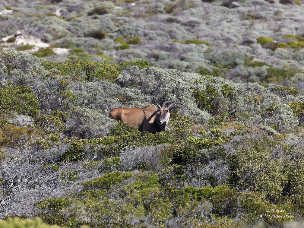 peninsule du cap de bonne esperance 006