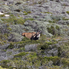 peninsule du cap de bonne esperance 006