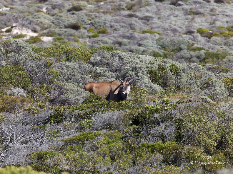peninsule du cap de bonne esperance 006