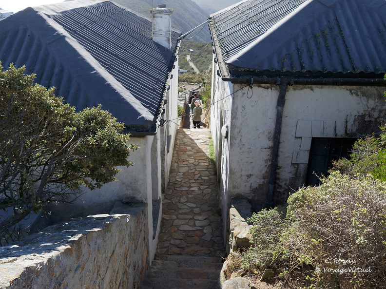 peninsule du cap de bonne esperance 029