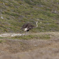 peninsule du cap de bonne esperance 066
