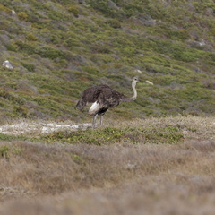 peninsule du cap de bonne esperance 066