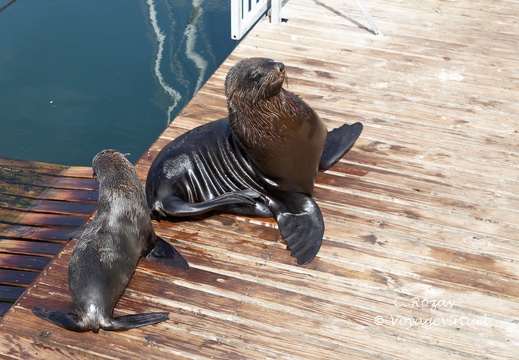 Cape Town waterfront 011