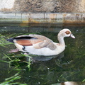 kirstenbosch botanical garden 002