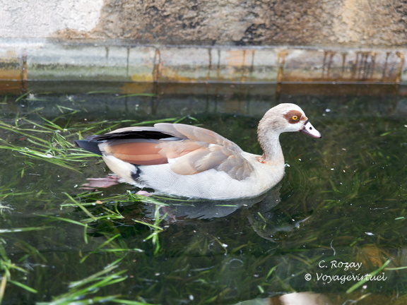 kirstenbosch botanical garden 002