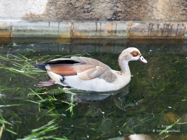 kirstenbosch botanical garden 002