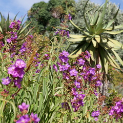 kirstenbosch botanical garden 010