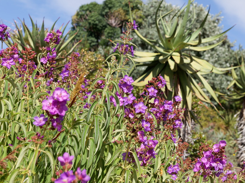 kirstenbosch botanical garden 010