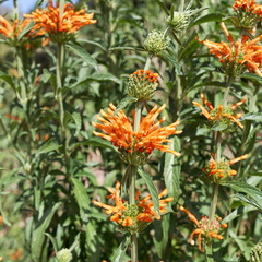 kirstenbosch botanical garden 015
