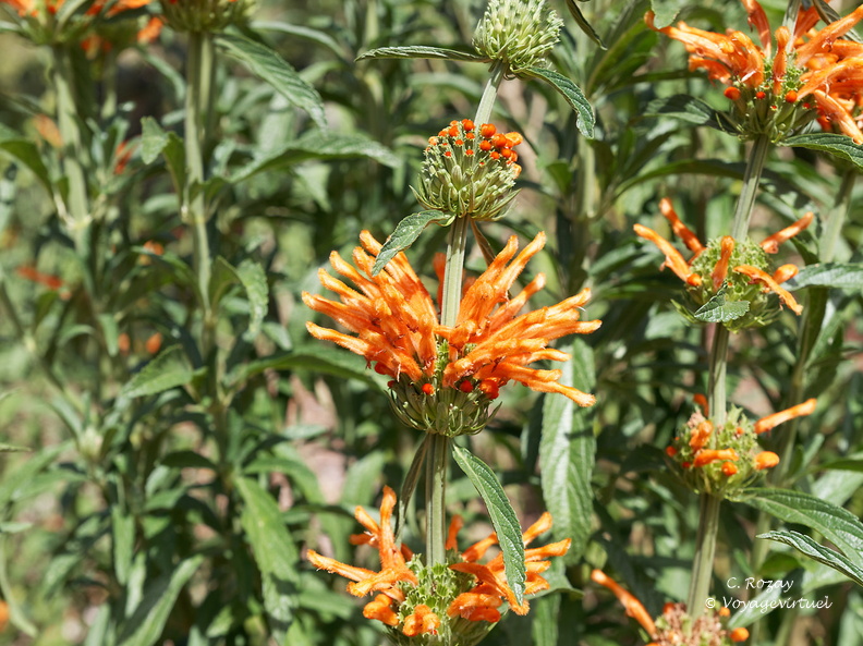 kirstenbosch botanical garden 015